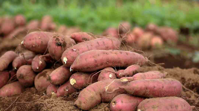 Healthy Meals: The 10 Best Foods for Dinner